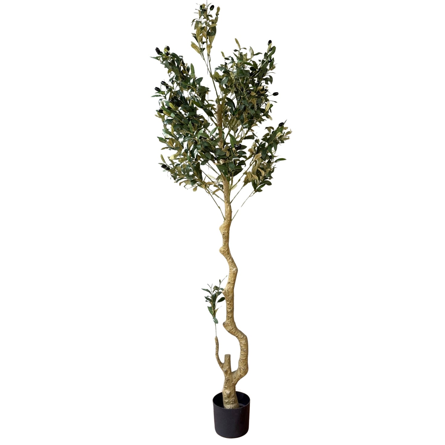 Calabria Large Olive Tree
