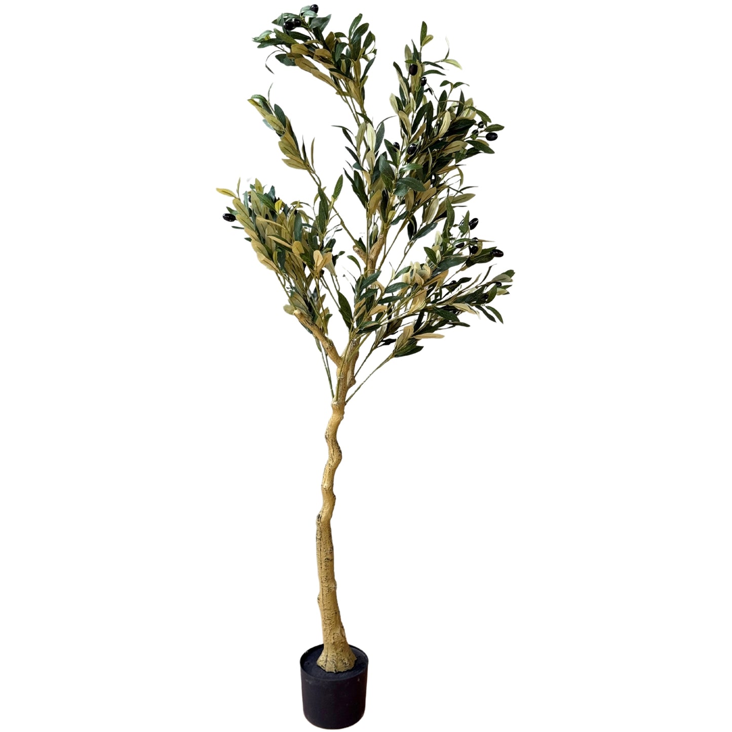 Calabria Olive Tree